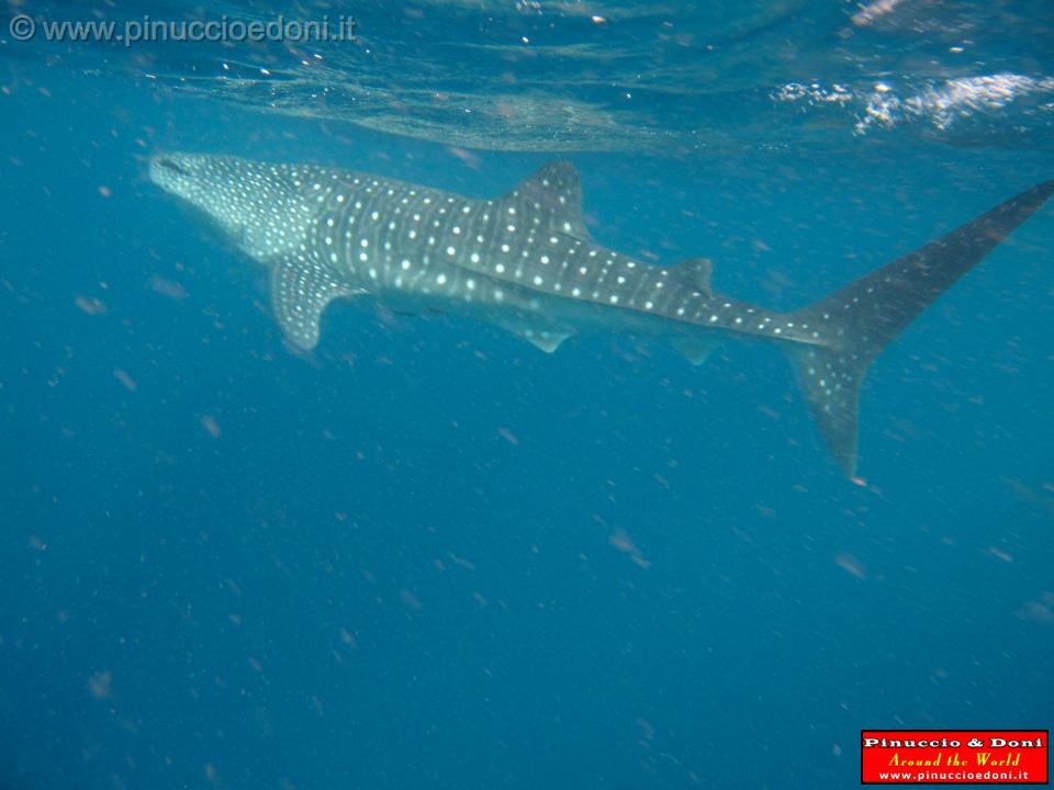 Djibouti - Whale Shark in the Gulf of Aden - 05.jpg